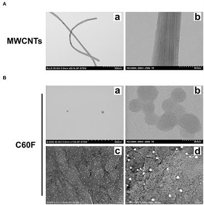 Resolution of Pulmonary Inflammation Induced by Carbon Nanotubes and Fullerenes in Mice: Role of Macrophage Polarization